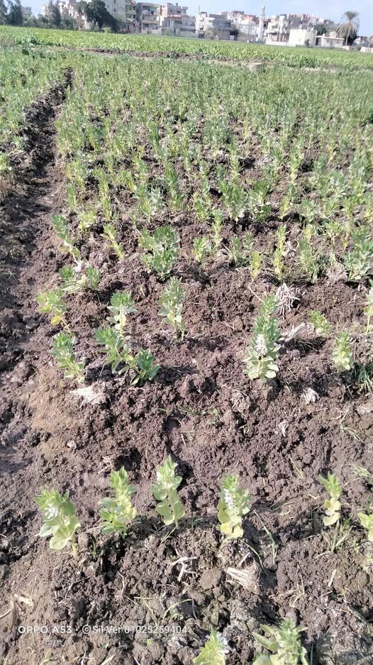 السلام عليكم الفول دة عمر ٧٥يوم ف تقزم ايه الحل